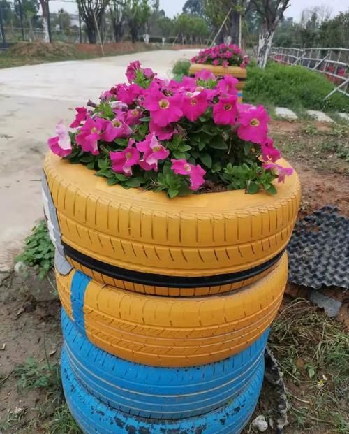  『光照』家里养的开花盆栽几年都不开花，原来是这几点没有做好