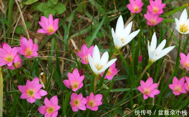  葱兰|一种像葱却是花的植物,还很好养活：葱兰的养殖方法