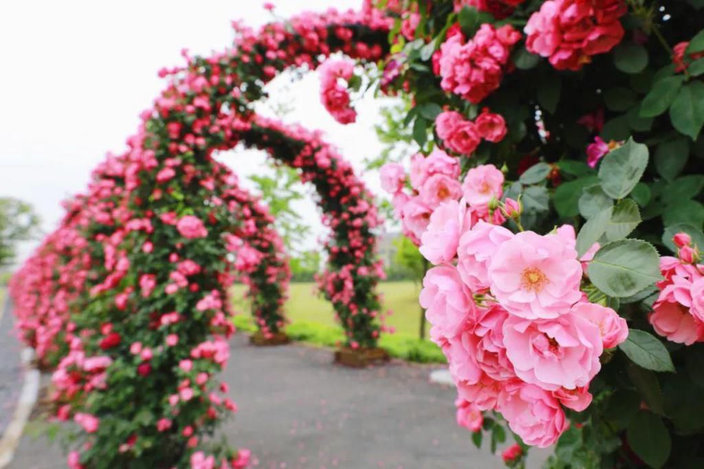  不少：惊艳！月季盛开，松江这条“花路”风景你错过了吗？
