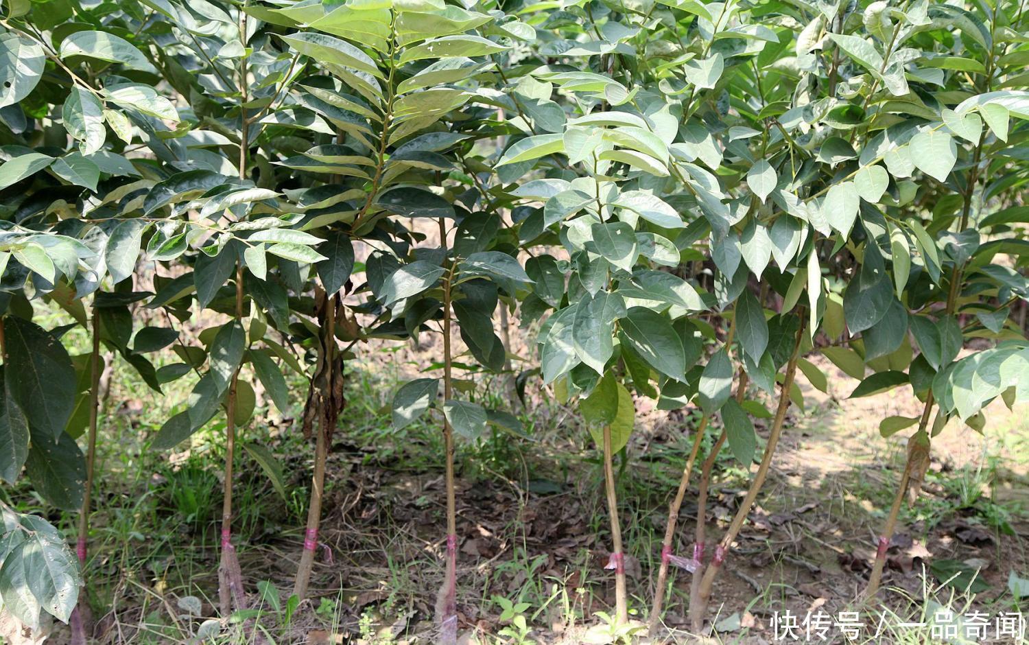 65岁老农种稀有品种的水果，一夜被盗光，真是欲哭无泪