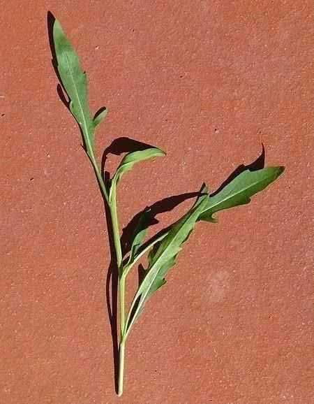  『芝麻菜』有一种菜叫rocket……不，不是窜天猴