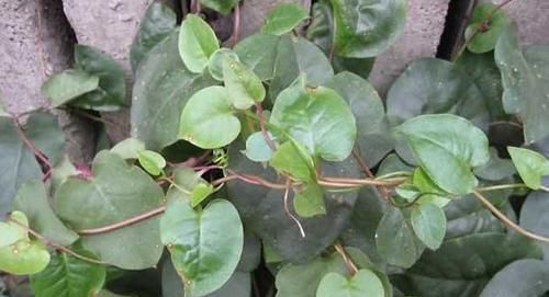  「可种」农田路边普通的野草，人工栽培亩产8000斤，20元一斤，农民可种？