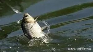  大棚钓小鲫@鱼口不好？这样用饵调漂错不了！
