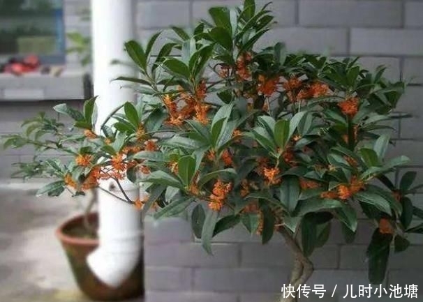  『清香木』房间有异味，那就养这4种“植物”，花香四溢，空气变更好闻！