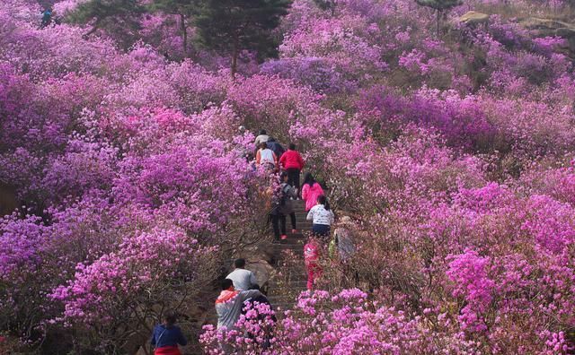 看万亩杜鹃花海开成一片，感受春花浪漫，如诗如画