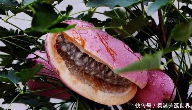  「野果」外号“土香蕉”的野果！一年只生产一次水果，每斤卖到2