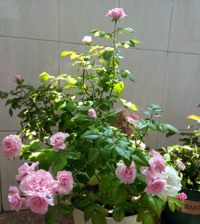  芳香■此花曾获园艺大奖，花色漂亮不说还有浓郁芳香，养护容易值得入手