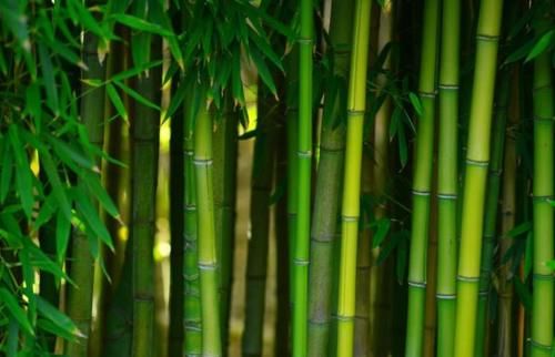  「竹子开花」农村老人常说“竹子开花马上搬家”是什么意思？这