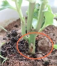  「发财树」这6种花，烂根先别扔，这样砍枝剥皮用水洗，15天长出新根侧芽