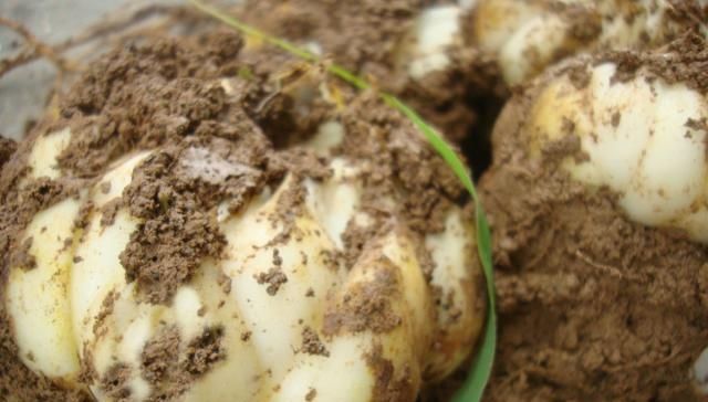  野百合：这东西，俗称“倒仙”，价值不一般，目前极为珍贵，遇见请重视！