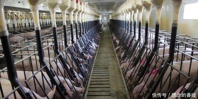 猪价已破十元大关，养猪户：价格再高也没用，猪场却一头猪也没有