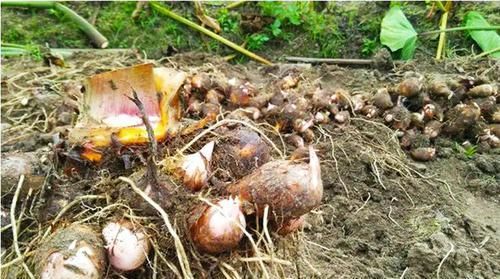  『中毒』这蔬菜一定要煮熟，否则吃了会中毒，剥皮要小心，不然会奇痒难耐！