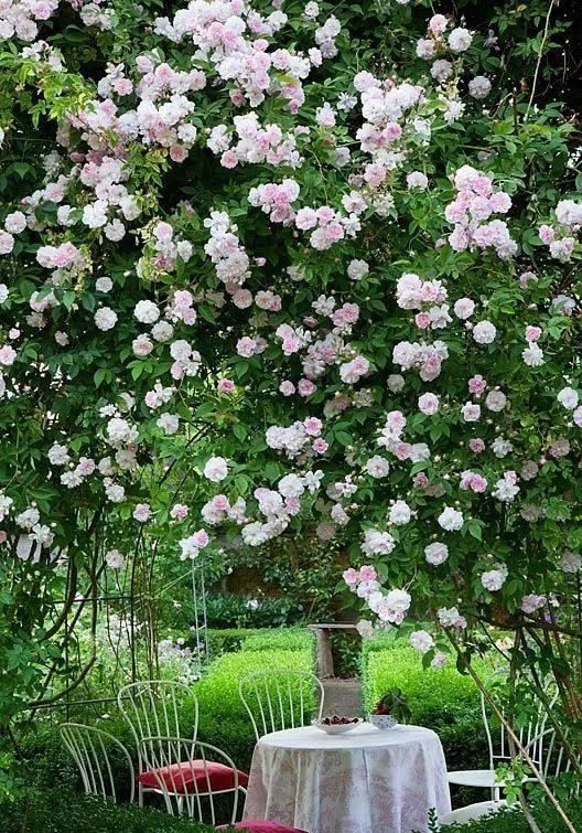  『花园』假如最美花园有排名，那么月季花园一定第一名！