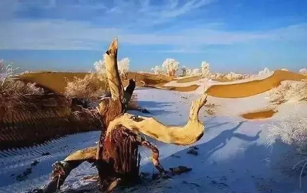 雪后的中国胡杨林，才是真正美爆了!