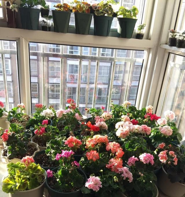  #图片作者#有一颗爱花的心，就算只有个封闭小阳台，也能养出一片花海！