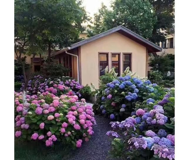 『五颜六色』少吃两顿肉,此花也要栽2株,花开上千朵,五颜六色,美如诗画