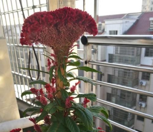  『记得』小时候的鸡冠花你们还记得吗?在家养一盆，迷人寓意好