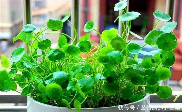 长得非常|家庭养花就选这5种,招财旺人还好养,净化空气,美好心情