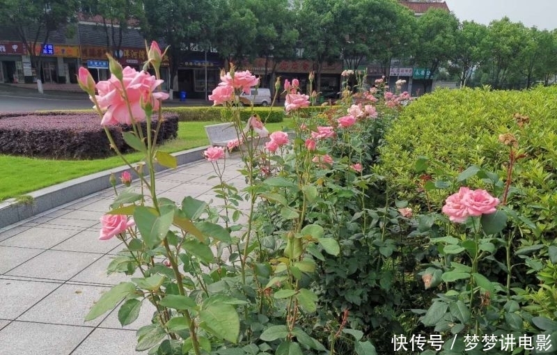 如痴如醉|月季花开红艳艳?如痴如醉吐芬芳