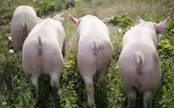  【猪肉】猪肉价格持续上涨，回农村养猪有出路吗？两个问题要考
