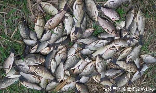  试试：钓鱼必杀技：久坐无鱼咬钩，试试这些狠招数，咬钩量翻几倍！