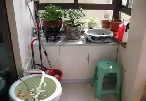 『人喜欢养』在阳台上砌一个鱼池，可拉风了，让外人一看就觉得你是个土豪！