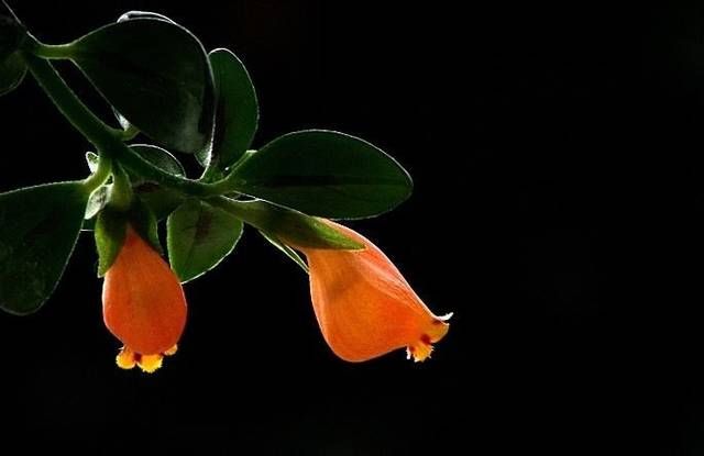 「要及时」花开似金鱼,这样养护让你花开如“鱼塘”