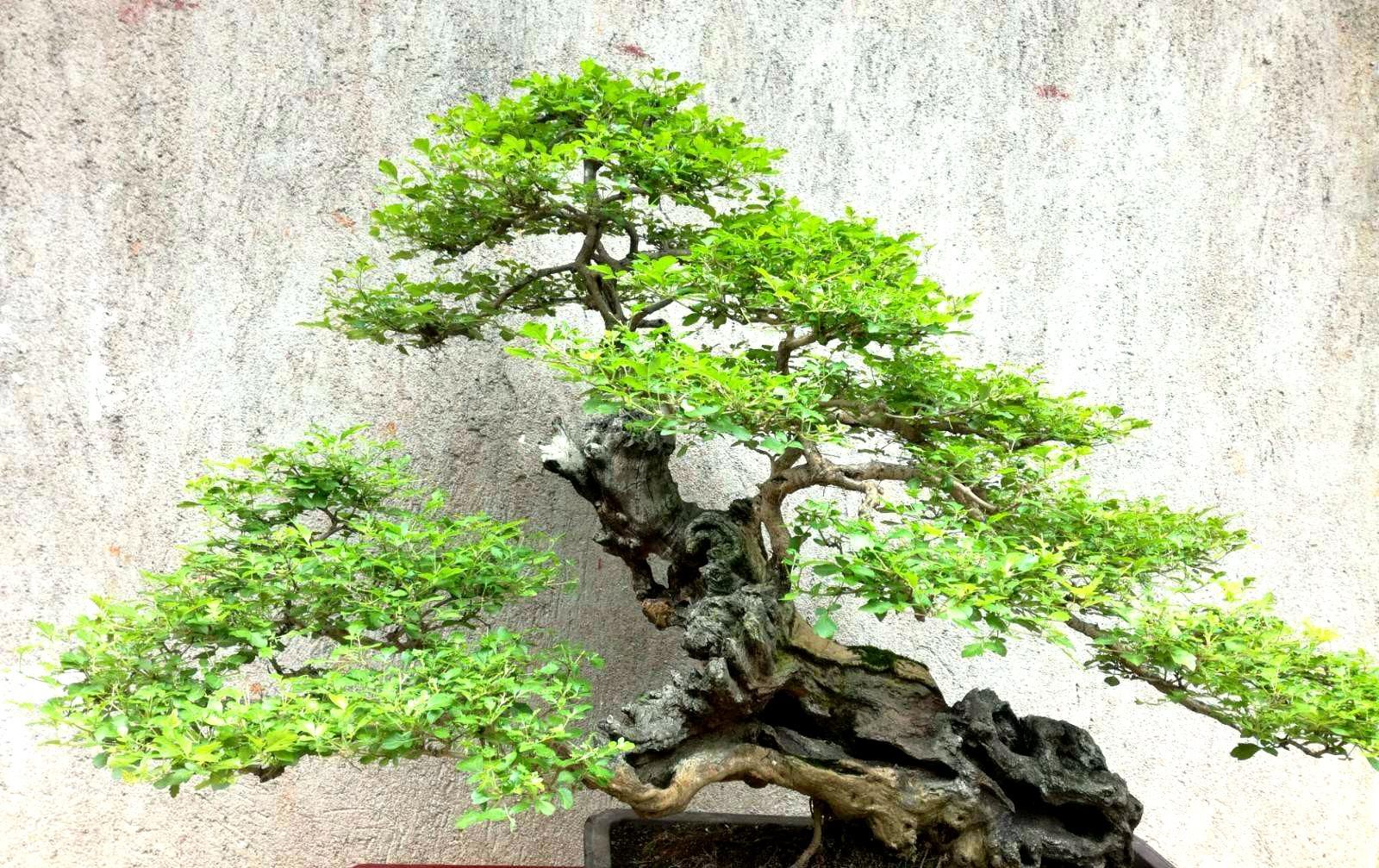  『采挖』一种“杂木”曾被“供奉”地位颇高，如今常被采挖，叶可制作豆豉