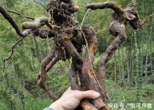『根茎』农村院子里,若发现到1种“杂草”,请及时铲除,根茎有危害