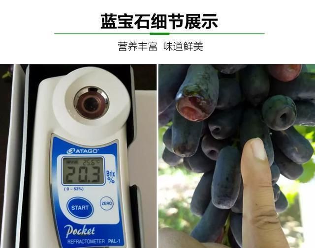  「水果」此果树，有院子的家庭一定要种2棵，不仅结果量大，还非常的好吃