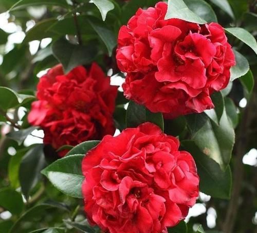  「誉为」此花为红茶花之王，来自美国，花香浓郁，艳丽大花，是养花首选