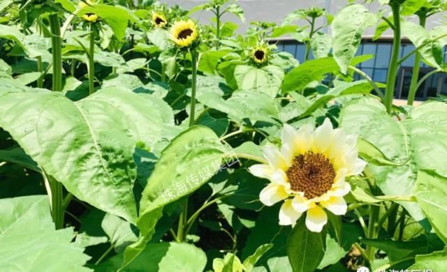  公园的向：超罕见白色、黑色向日葵！8千㎡花海！就藏在珠海市区！