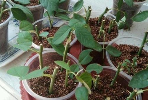  [好生根]不用生根水，该如何让插穗早生根？水里加勺白糖，轻松搞定难题