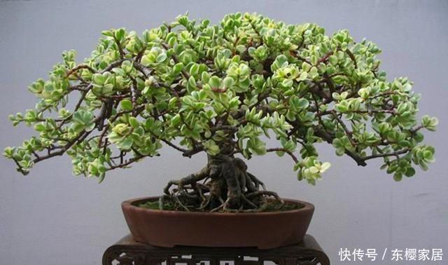 变身|简单几步,让普通的金枝玉叶盆栽,变身超美老桩盆景!