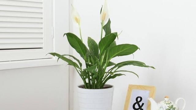  『可惜』客厅不养“大型花”太可惜！花期长，开花美，家养一盆有气质！