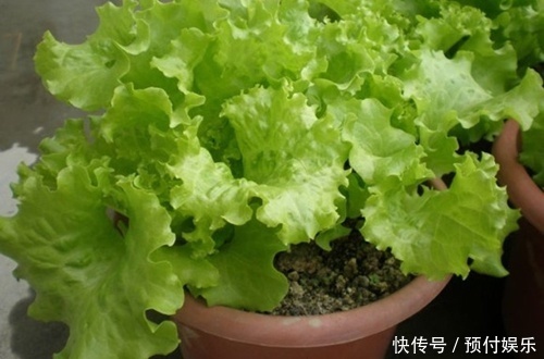 “2种菜”适合种阳台，1个空油桶就搞定，长出“红辣椒”一串串