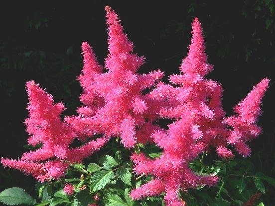  【开爆】这款花卉比百合美，花多易爆盆，繁殖能力极强，贱养就能开爆盆！