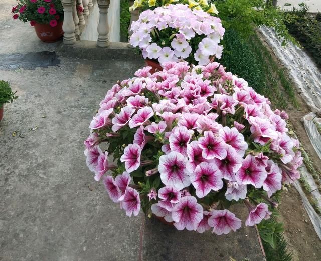  [枝条]矮牵牛枯枝黄叶怎么办？砍个大光头，半个月爆芽，一个月爆花
