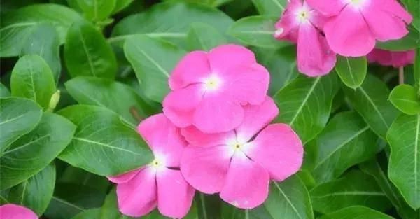  【搜罗】史上最全“懒人植物”大搜罗，看看哪盆才是你的心头好