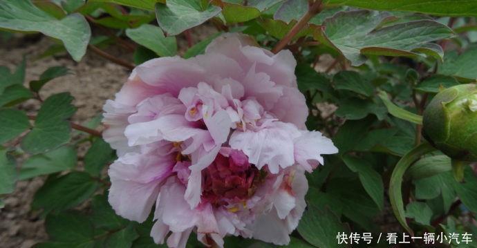 喜欢牡丹,首选“牡丹珍品”雨后风光,素雅清秀,清新之美!