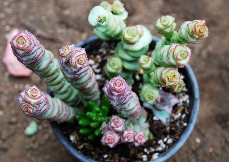  #家里#家中有4种植物，万万别慌，相当于给家里招财，有钱人一眼就懂