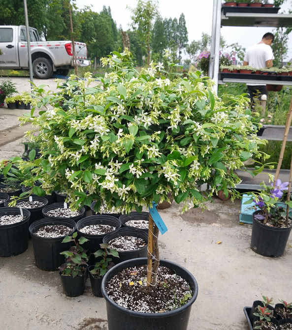  #耐寒#一种非常耐寒的藤本植物，号称“养不死”，四季常青好养活！
