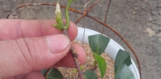  「枝子」茶花不用买，用这招儿，一个枝子种一盆，花大色艳花期长
