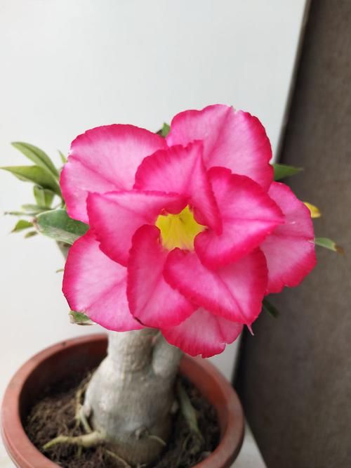 「盆栽」仙人球里的“仙子”,花朵超美,开花勤快,种植容易,是盆栽佳品