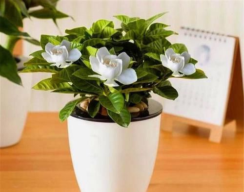  『栀子花』栀子花花期管理“3不做”，配合“2种”果皮水，开花又多又香