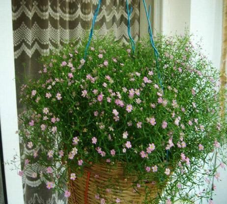 『家里』这种花卉几乎每天都开花,你再“懒”也能养活,一开花家里像春天