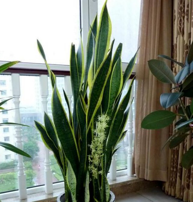  发财树：3种花长到“2米高”，净化空气特别好，家里更清新，养在客厅上档次！
