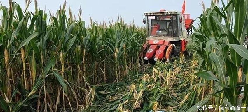  「玉米」玉米补贴马上要到账了，可这4种情况却无法领取，希望别