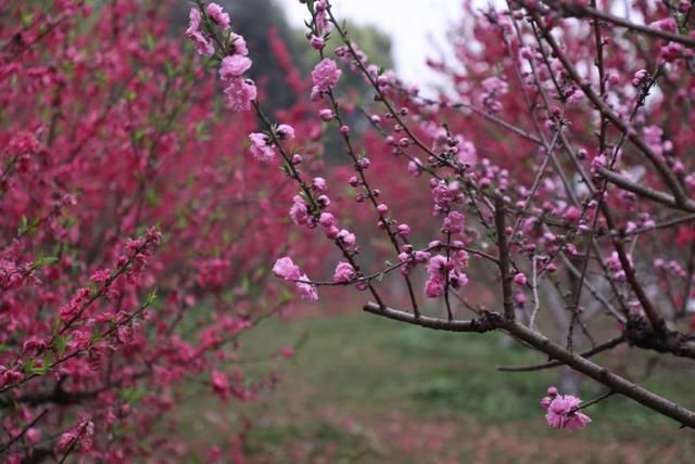  「湖南省」湖南省植物园24日恢复开园，晚樱、杜鹃花、郁金香依然笑春风