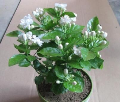 「三角梅」4种花，可不能惯养，赶紧搬出去，越狠狠晒，越开花满枝头！